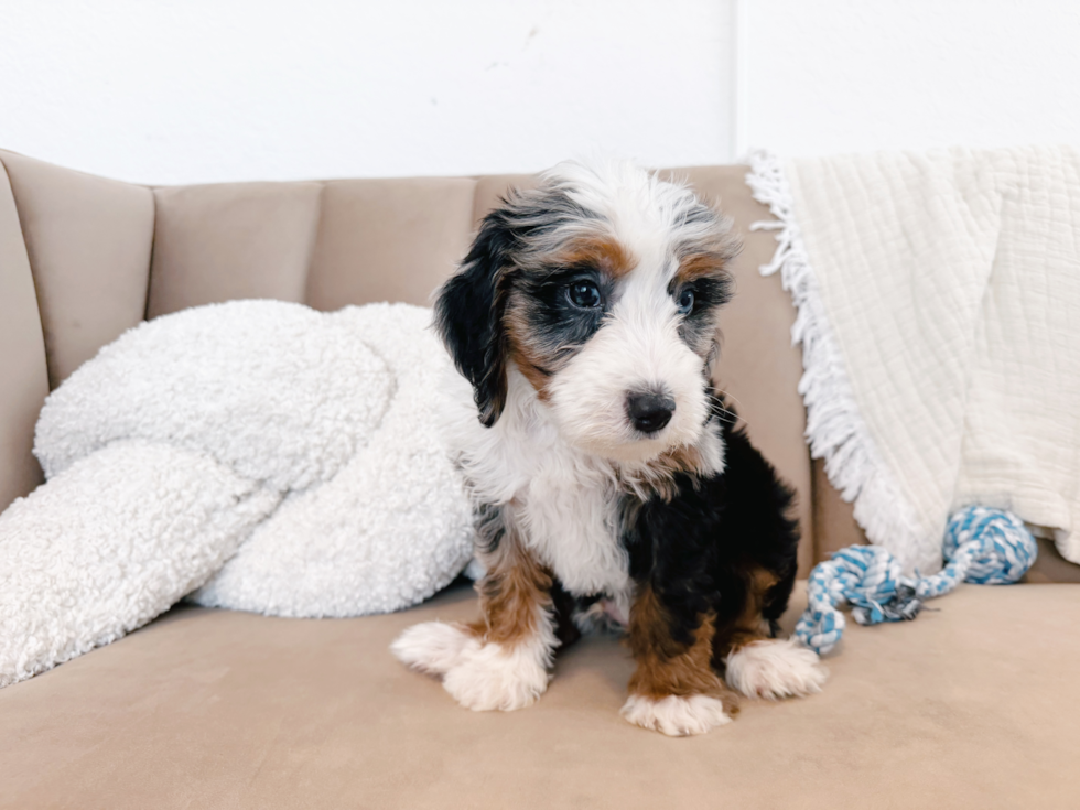Cute Mini Bernedoodle Poodle Mix Pup