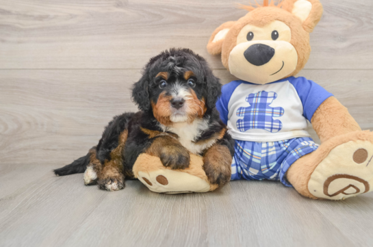 ABERDEEN, a Mini Bernedoodle littermate