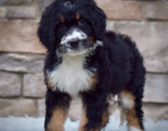 9 week old Mini Bernedoodle Puppy For Sale - Seaside Pups