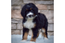 Mini Bernedoodle Puppy for Adoption