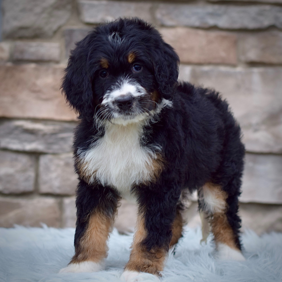 Mini Bernedoodle Puppy for Adoption