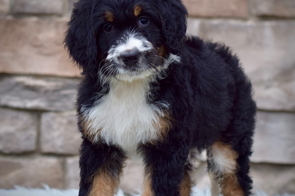 9 week old Mini Bernedoodle Puppy For Sale - Seaside Pups