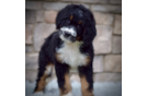 Best Mini Bernedoodle Baby