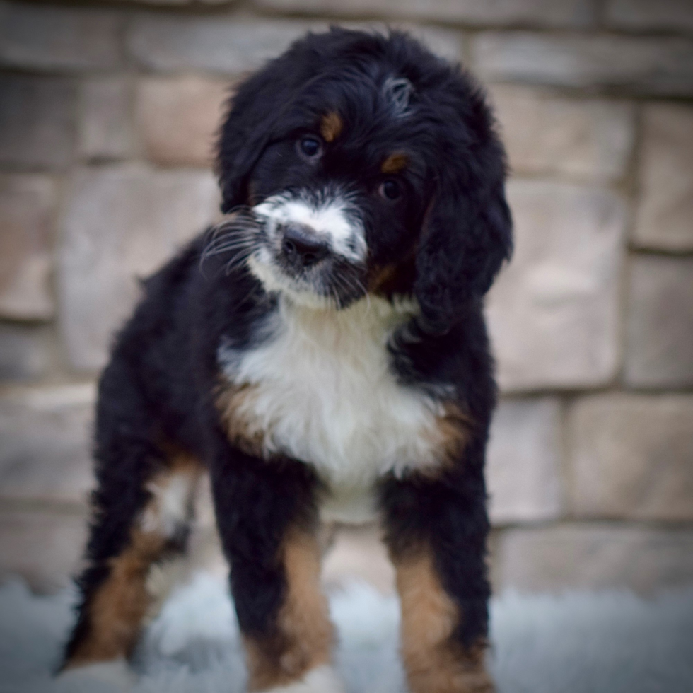 Best Mini Bernedoodle Baby