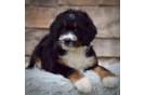 Mini Bernedoodle Pup Being Cute