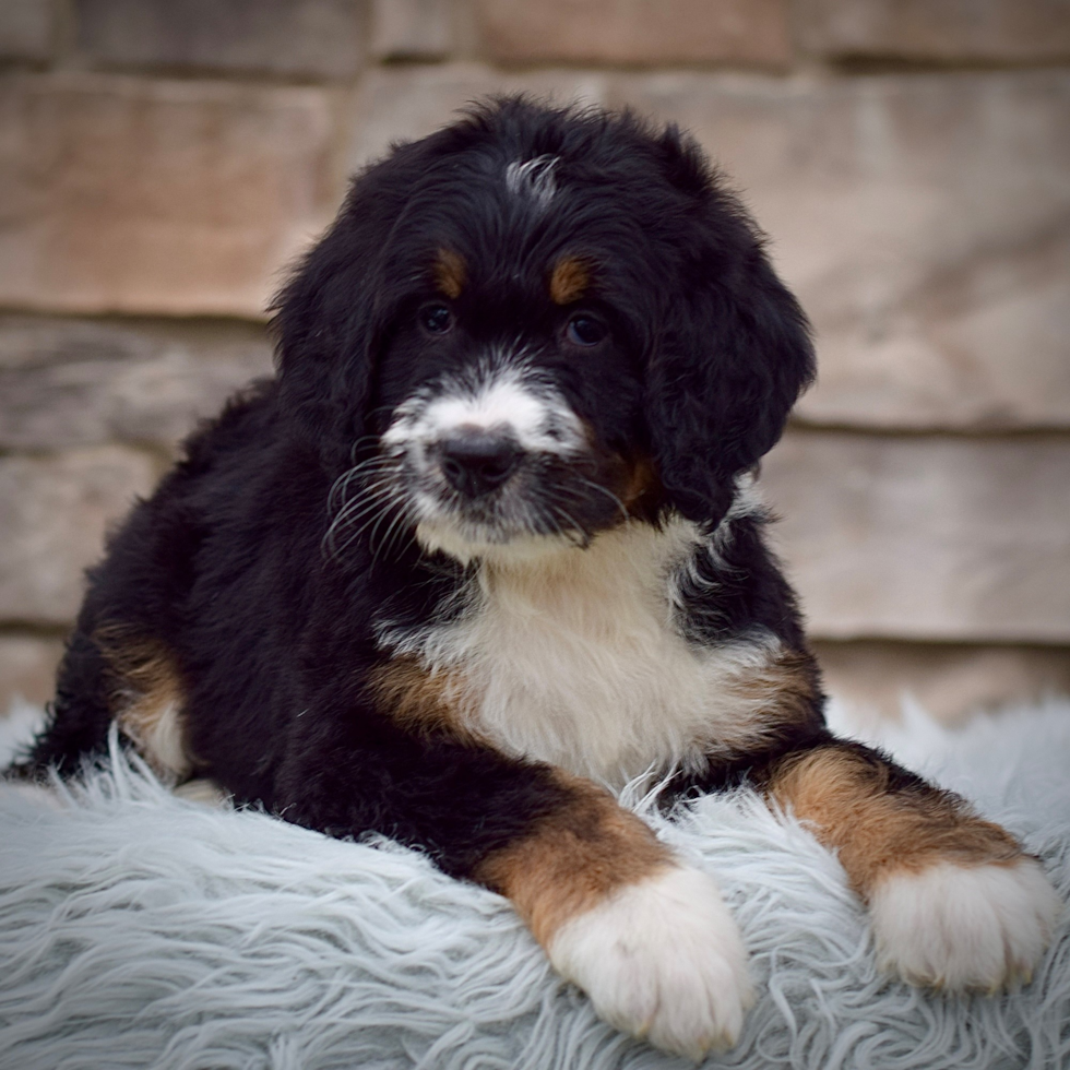 Mini Bernedoodle Pup Being Cute