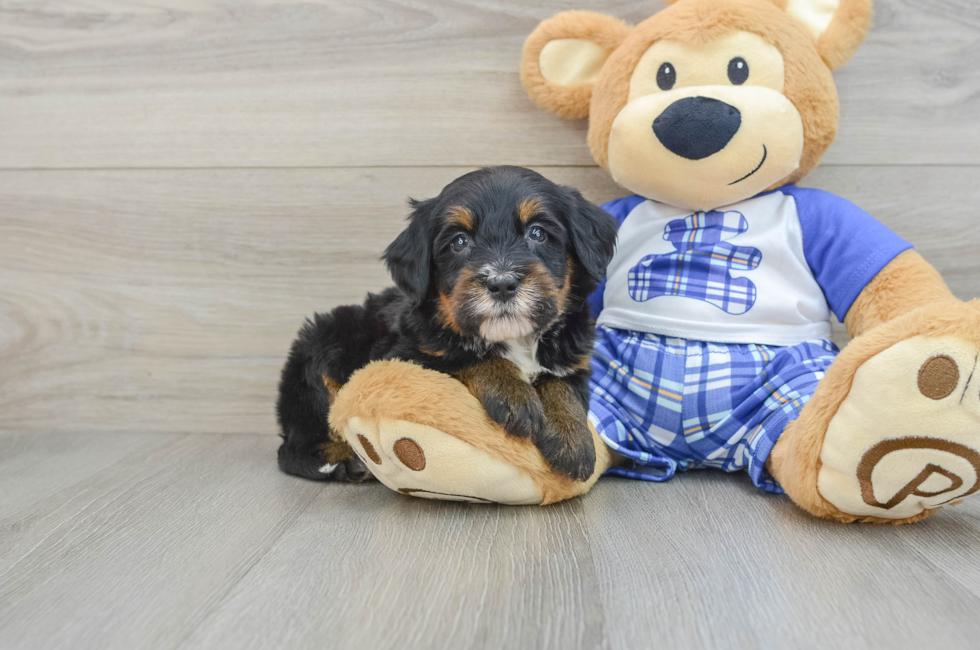 6 week old Mini Bernedoodle Puppy For Sale - Seaside Pups