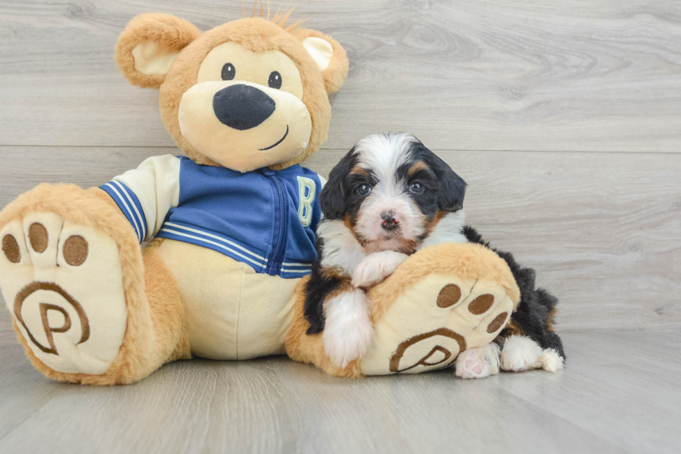 Smart Mini Bernedoodle Poodle Mix Pup