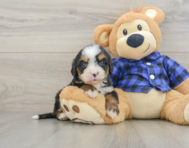 7 week old Mini Bernedoodle Puppy For Sale - Seaside Pups