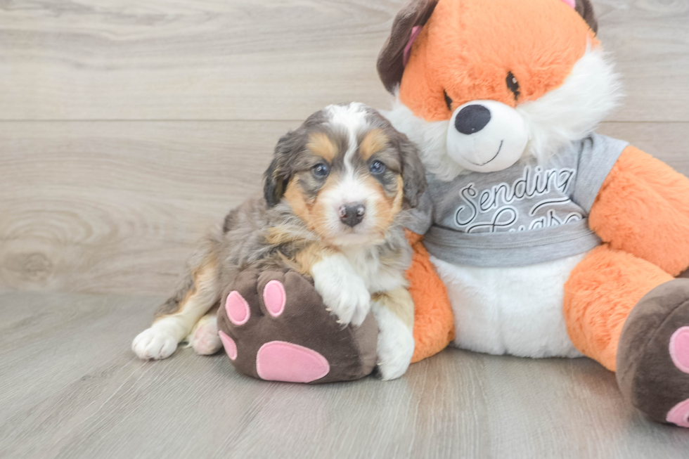 Adorable Mini Bernesedoodle Poodle Mix Puppy