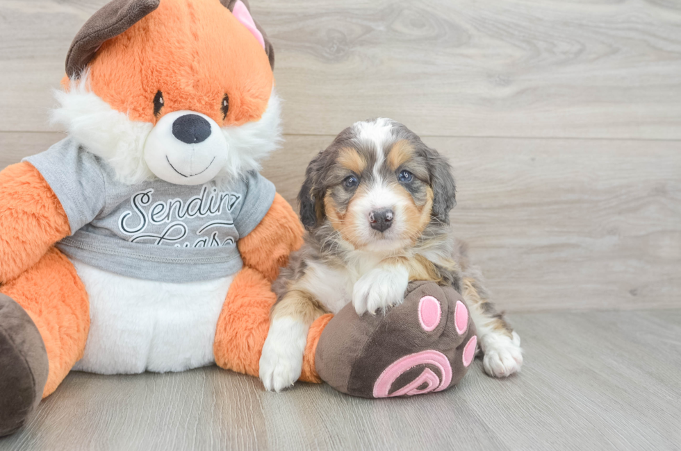 5 week old Mini Bernedoodle Puppy For Sale - Seaside Pups