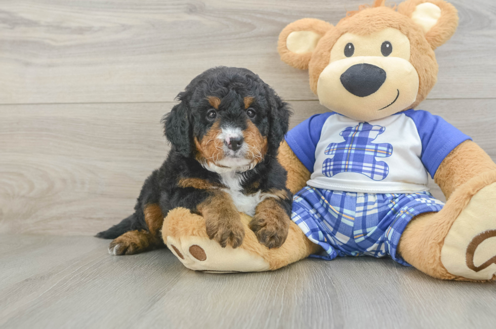 5 week old Mini Bernedoodle Puppy For Sale - Seaside Pups
