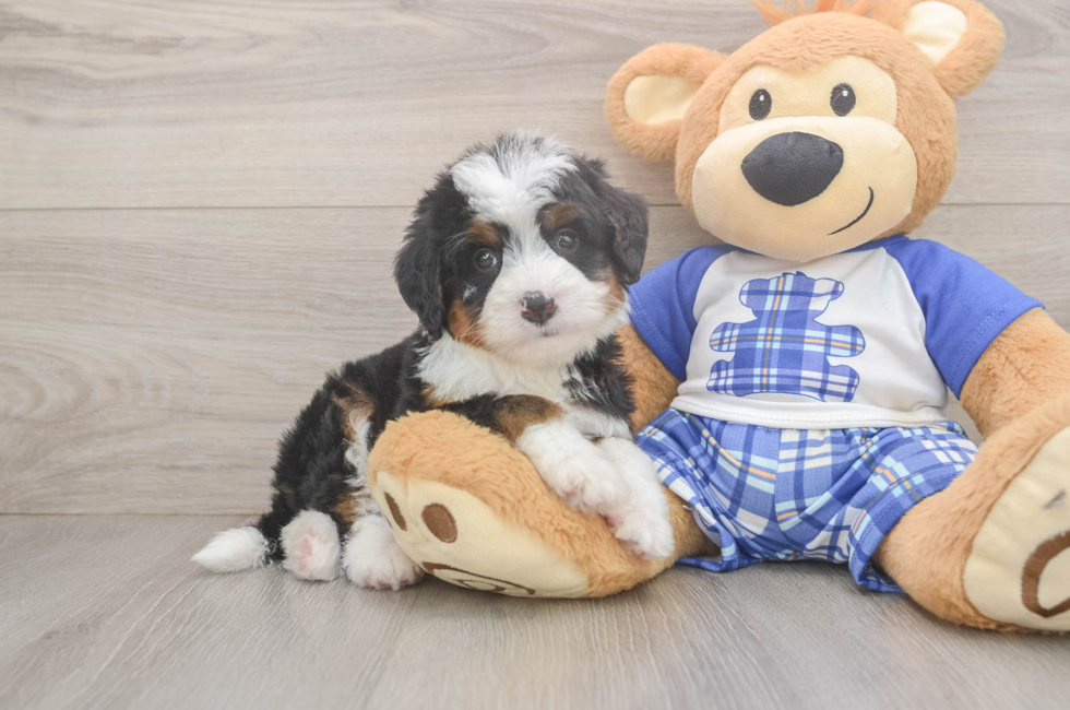 5 week old Mini Bernedoodle Puppy For Sale - Seaside Pups
