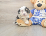 5 week old Mini Bernedoodle Puppy For Sale - Seaside Pups