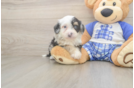 Petite Mini Bernedoodle Poodle Mix Pup