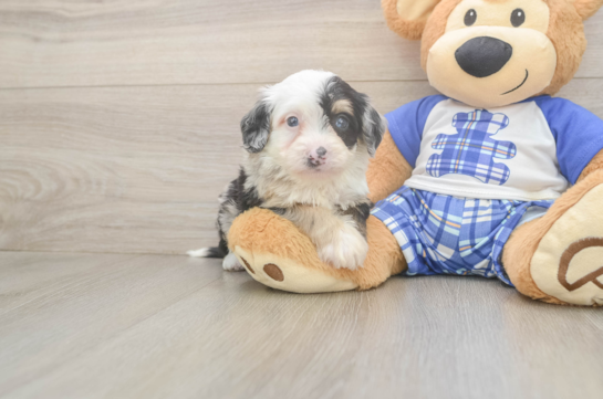 Petite Mini Bernedoodle Poodle Mix Pup