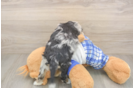Sweet Mini Bernedoodle Baby