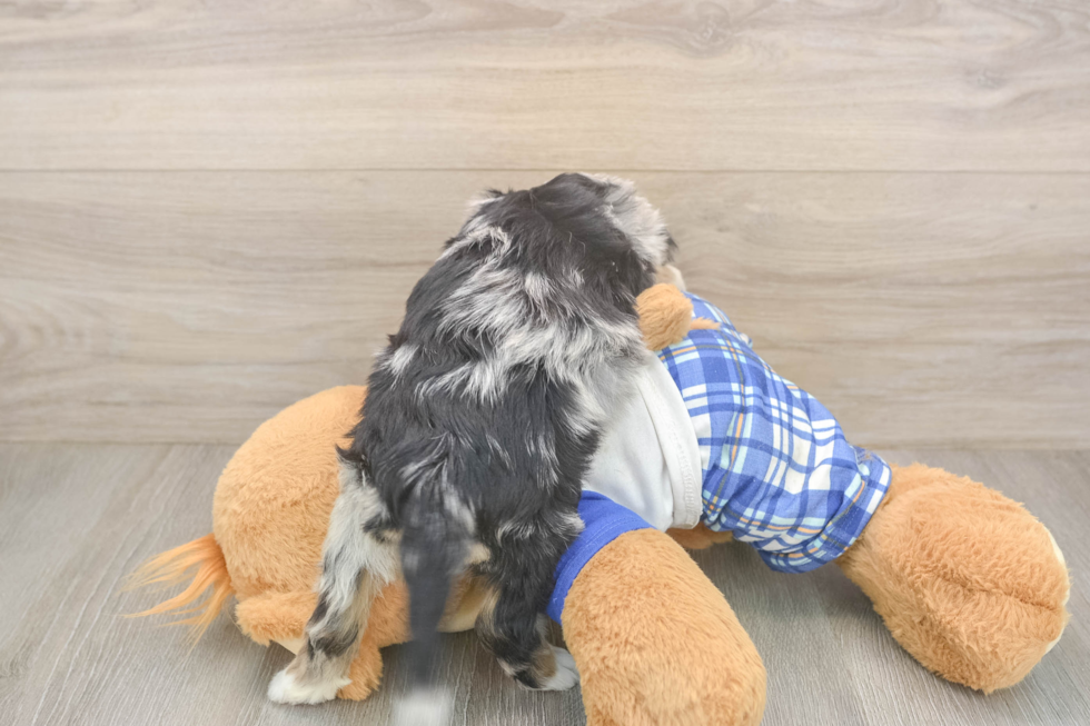 Sweet Mini Bernedoodle Baby