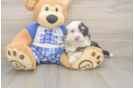 Best Mini Bernedoodle Baby