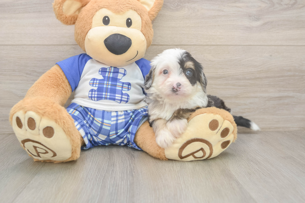 Best Mini Bernedoodle Baby