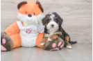 Mini Bernedoodle Pup Being Cute