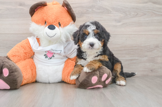 Mini Bernedoodle Pup Being Cute