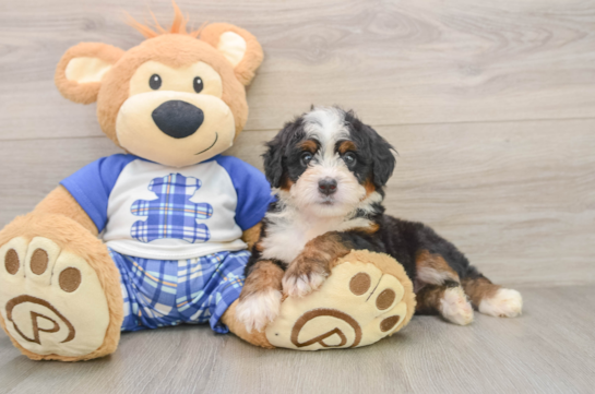 ACADIA, a Mini Bernedoodle littermate