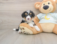 5 week old Mini Bernedoodle Puppy For Sale - Seaside Pups