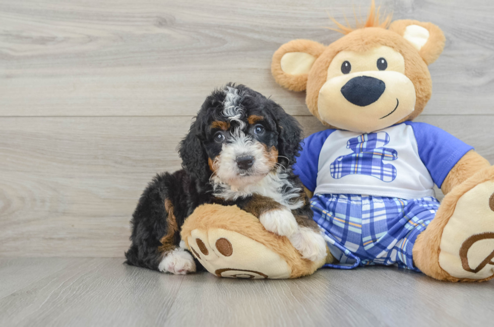 6 week old Mini Bernedoodle Puppy For Sale - Seaside Pups