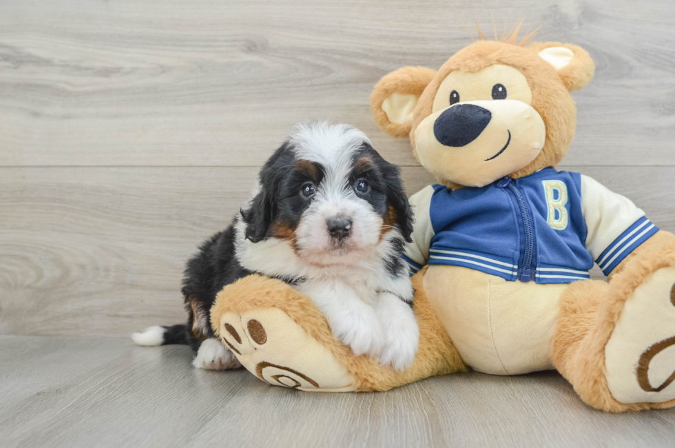 5 week old Mini Bernedoodle Puppy For Sale - Seaside Pups