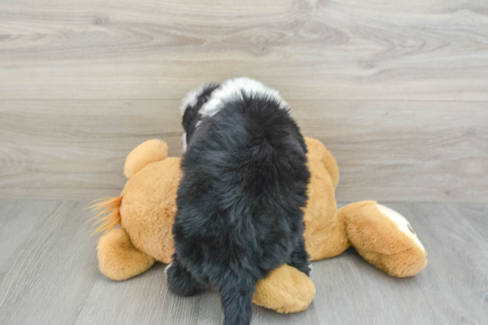 Funny Mini Bernedoodle Poodle Mix Pup