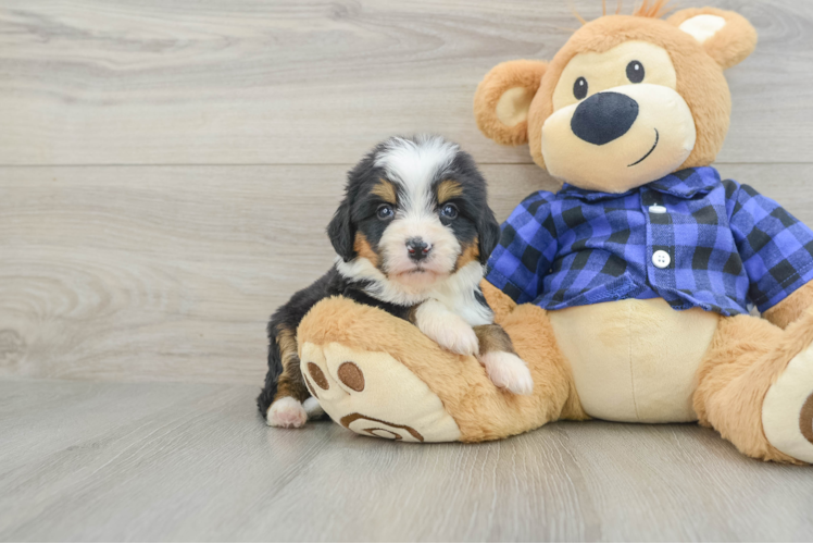 Mini Bernedoodle Puppy for Adoption