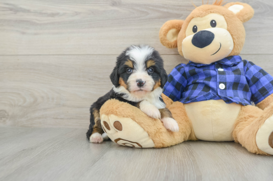 Mini Bernedoodle Puppy for Adoption