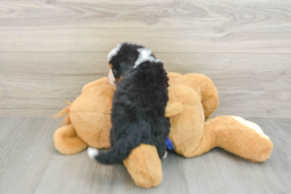 Mini Bernedoodle Puppy for Adoption