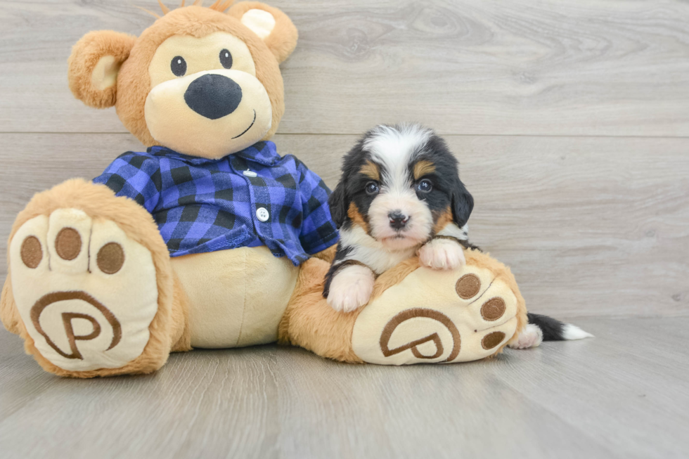 Popular Mini Bernedoodle Poodle Mix Pup