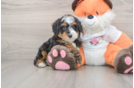 Best Mini Bernedoodle Baby
