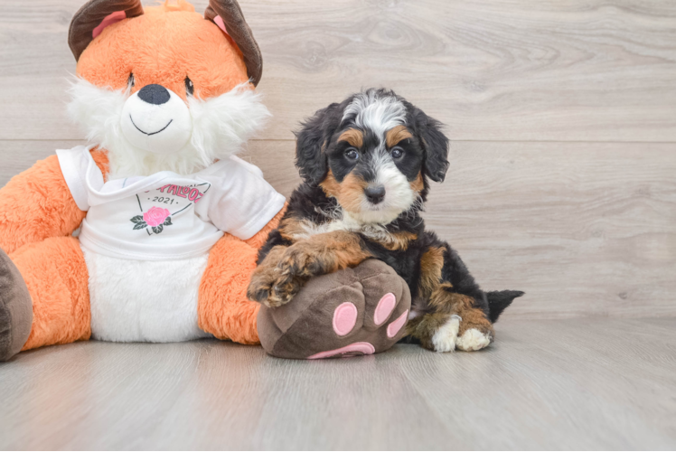 Mini Bernedoodle Puppy for Adoption