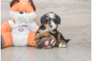 Mini Bernedoodle Puppy for Adoption
