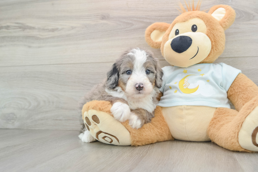 Fluffy Mini Bernedoodle Poodle Mix Pup