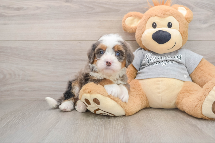 Funny Mini Bernedoodle Poodle Mix Pup