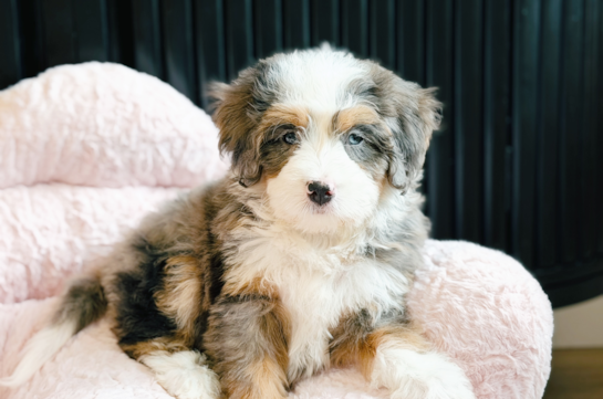 Mini Bernedoodle Pup Being Cute