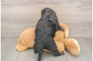Mini Bernedoodle Puppy for Adoption
