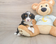 6 week old Mini Bernedoodle Puppy For Sale - Seaside Pups