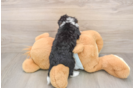 Mini Bernedoodle Puppy for Adoption