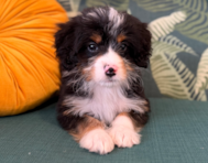 9 week old Mini Bernedoodle Puppy For Sale - Seaside Pups