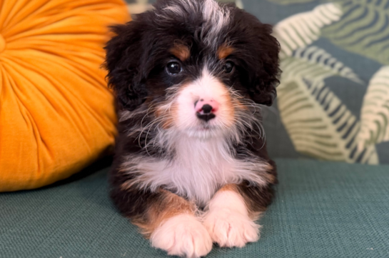 Cute Mini Bernedoodle Poodle Mix Pup