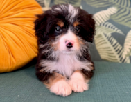 9 week old Mini Bernedoodle Puppy For Sale - Seaside Pups