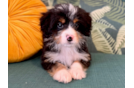 Cute Mini Bernesepoo Poodle Mix Puppy