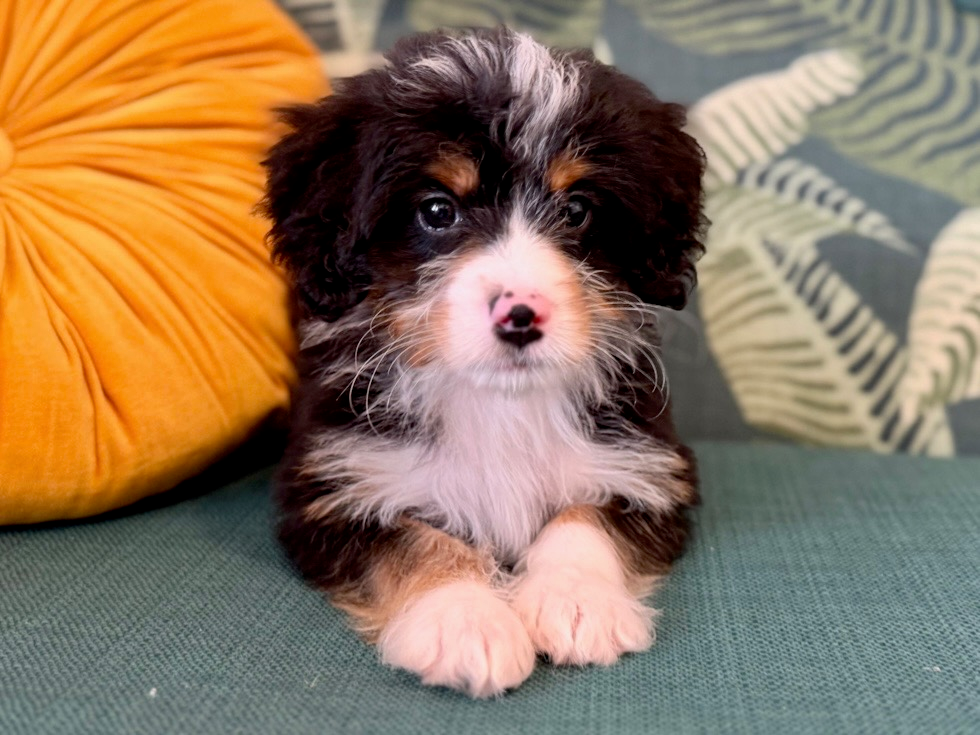 Cute Mini Bernesepoo Poodle Mix Puppy