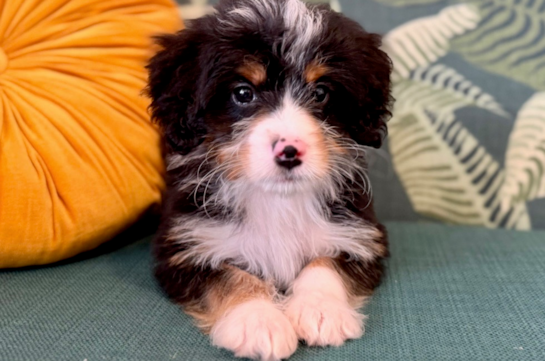 Cute Mini Bernedoodle Poodle Mix Pup